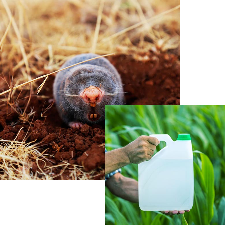 Pestcontrol About Pic1